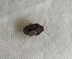 Neottiglossa cavifrons