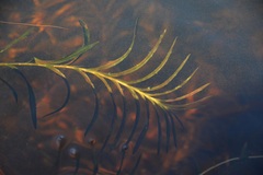 Potamogeton robbinsii