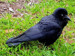 Corvus coronoides perplexus