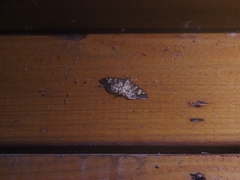 Glyphodes onychinalis