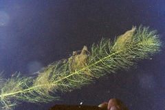 Myriophyllum sibiricum