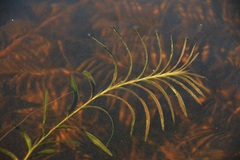 Potamogeton robbinsii
