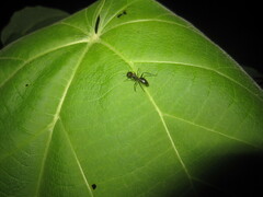 Camponotus