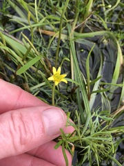 Ranunculus inundatus