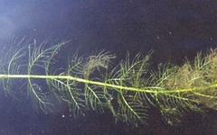Myriophyllum sibiricum
