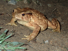 Bufo bankorensis