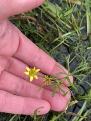 Ranunculus inundatus