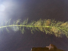 Myriophyllum sibiricum