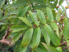 Sorbus matsumurana