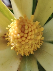 Leucadendron gandogeri