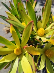 Leucadendron gandogeri