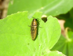 Agaeocera scintillans