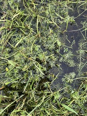 Ranunculus inundatus