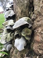 Auricularia cornea