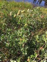 Angelica capitellata