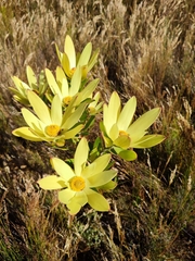 Leucadendron gandogeri
