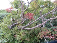 Sorbus matsumurana