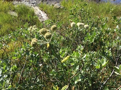 Angelica capitellata