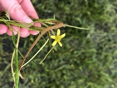 Ranunculus inundatus