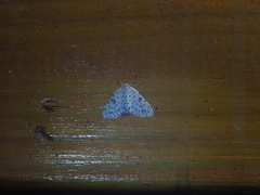 Percnia
