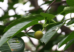 Neolamarckia cadamba