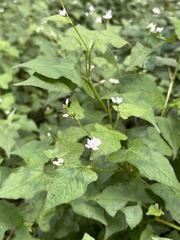 Persicaria biconvexa