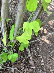 Passiflora affinis
