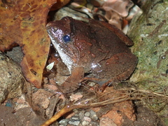 Limnonectes fujianensis