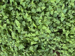 Persicaria biconvexa