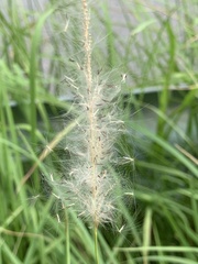 Bothriochloa laguroides