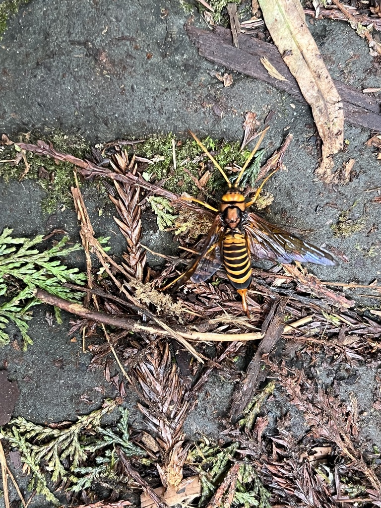 Urocerus tsutsujiyamanus