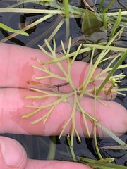 Ranunculus inundatus