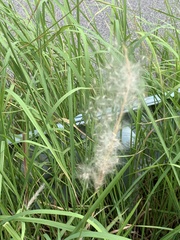 Bothriochloa laguroides