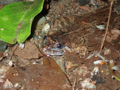 Limnonectes fujianensis