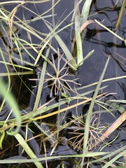 Ranunculus inundatus