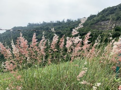 Melinis repens
