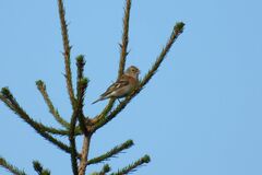 Fringilla montifringilla