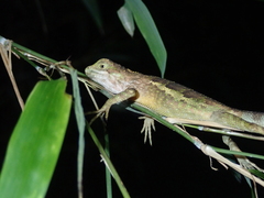 Diploderma polygonatum xanthostomum