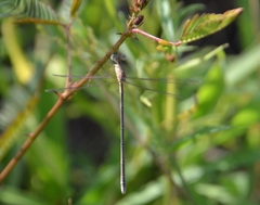 Lestes concinnus