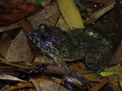 Limnonectes fujianensis