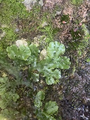 Marchantia polymorpha ruderalis