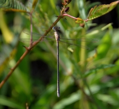 Lestes concinnus