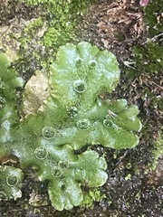 Marchantia polymorpha ruderalis