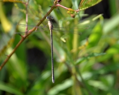 Lestes concinnus