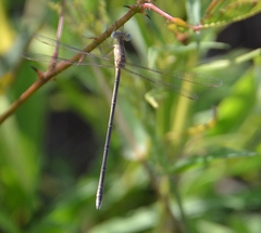 Lestes concinnus
