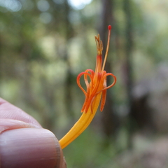 Dendrophthoe glabrescens