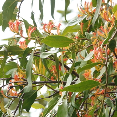 Dendrophthoe glabrescens