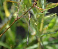 Lestes concinnus
