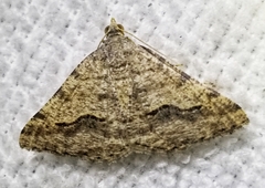 Frederickia s-signata