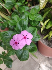 Catharanthus